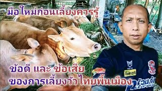 ข้อดี และ ข้อเสีย ของการเลี้ยงวัวกระโดน วัวไทยกี้ |คนอีสานออนไลน์