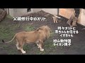 旭山動物園　オリトは父親修行中　赤ちゃんに興味津々　ライオン親子