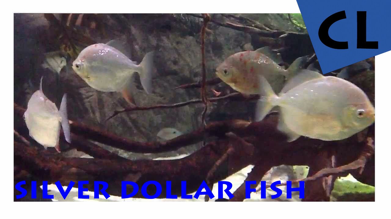 [HD] Silver Dollar Fish / Scheibensalmler - Metynnis