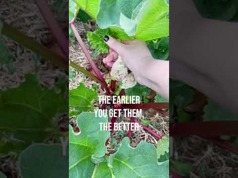 Wideo: Co powoduje małe łodygi rabarbaru: co zrobić z przerzedzającym się rabarbarem