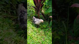 Babies turned into teenagers chickenshorts chicken roosters chickenbreeds farmanimals