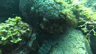 【20130829】初島ウツボ!?(体験ダイビングにて)