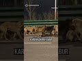 Ternyata Kisah 7 Ekor Anjing yang Viral Ini Tidak Sepenuhnya Benar #shorts #update