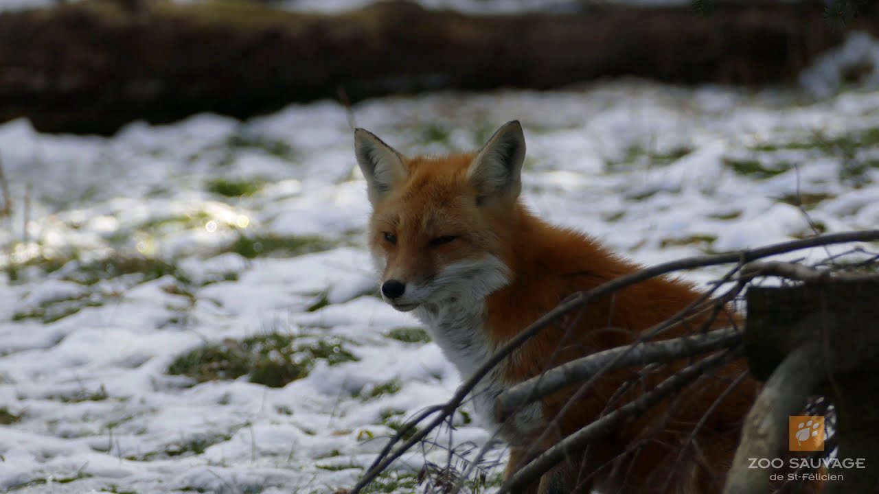 Le renard roux