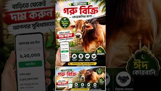 কোরবানির গরু কিনুন লাইভ ওয়েট করে খামার থেকে সরাসরি - 01750831300
