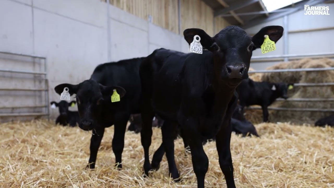 New 200-calf shed ticks the box for Tipperary farm