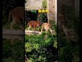 Real tiger #tiger #nepali #wildlife #funny #lifeisbutadream #sharemarket
