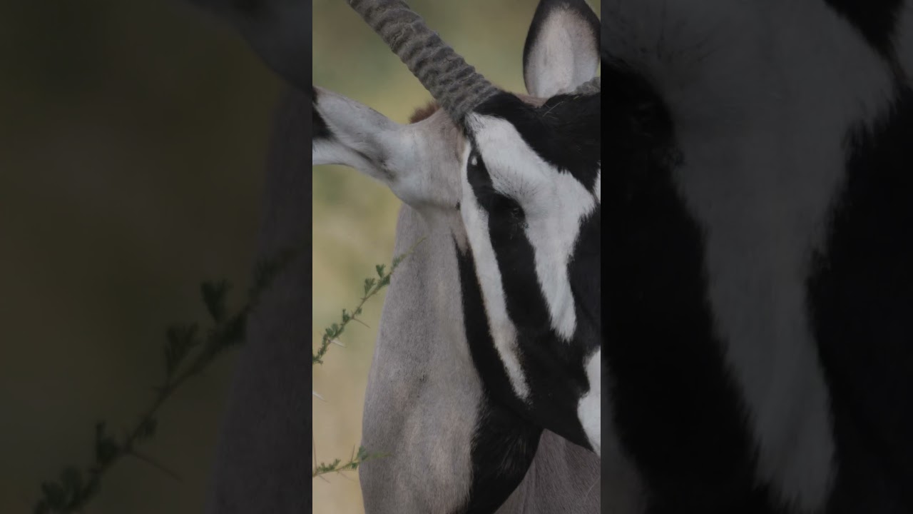 Disfigured Gemsbok