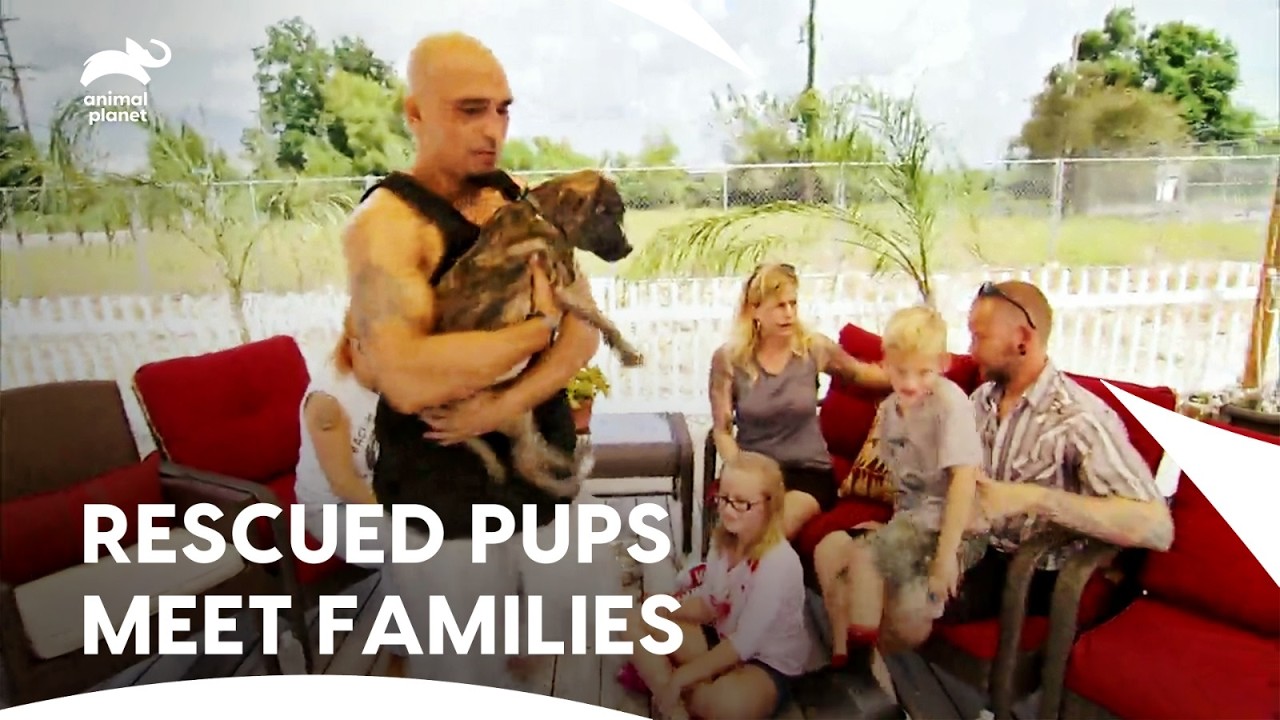 Милейший щенок наконец-то усыновлён любящей семьёй | Pit Bulls & Paroles S5 E13 | Animal Planet