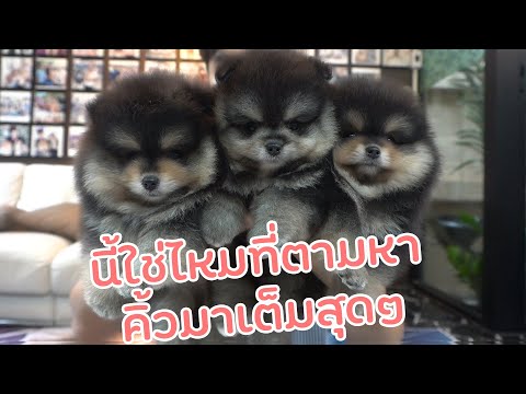ปอมเมอเรเนียน blacktan กับ น้องทั้ง 3 ตัว คิ้วมาเต็มมาก ขาใหญ่ทุกตัว น่ารักมากๆแน่นอน