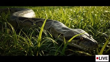 🐍⚡ Giant Python vs Crocodile – Brutal Battle at the Lake!