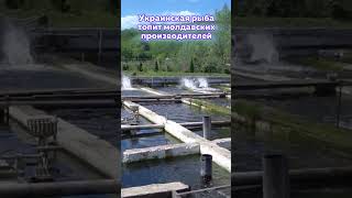 Украинская рыба топит молдавских производителей  #рыбоводство  #молдова #украина  #импорт
