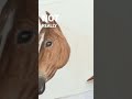 drawing a horse