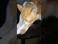 Lambendo os pelos! 🐈 A hora da limpeza felina! 😸