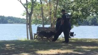 Westford police preform a demo with their K-9 at the Lucky Duck event at Forge Pond @lowellsunnews