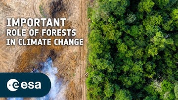 Mapping the world’s forests over time