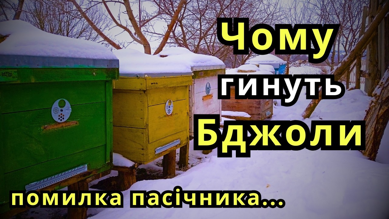 Зимівля Бджіл/Поширена Помилка Пасічника