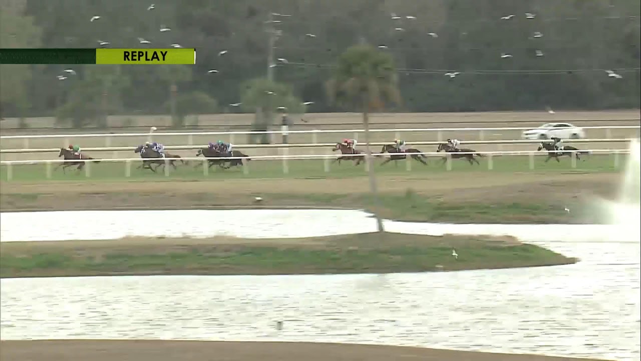 Tampa Bay Downs Live Stream