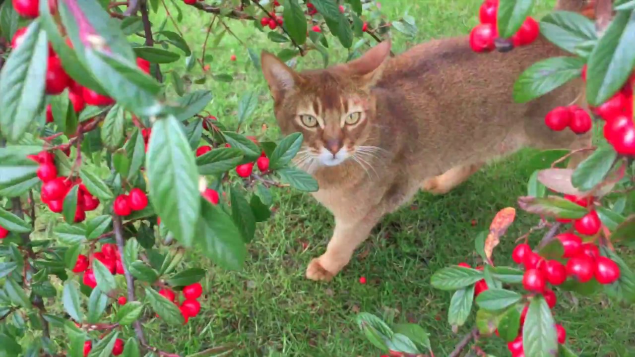 Cats -  Investigating