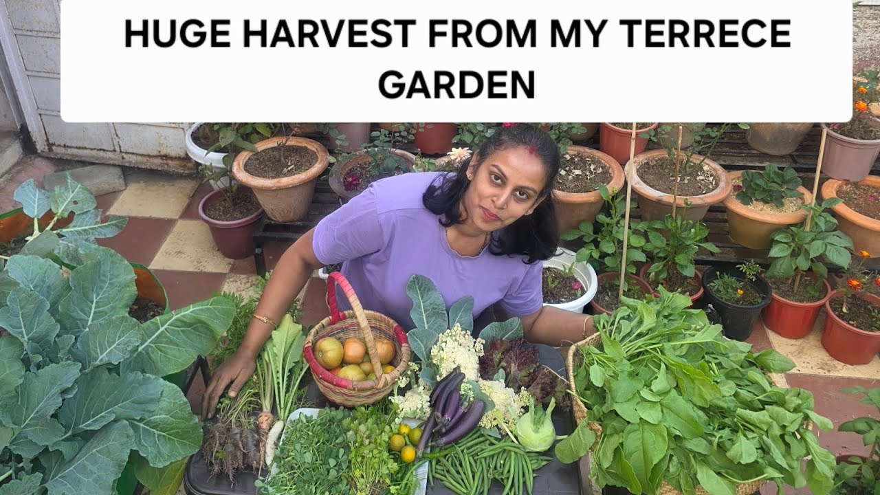 Huge harvest from my terrece garden