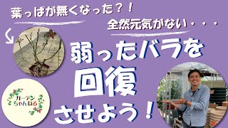 弱ったバラ、葉の無くなったバラのお手入れ解説！