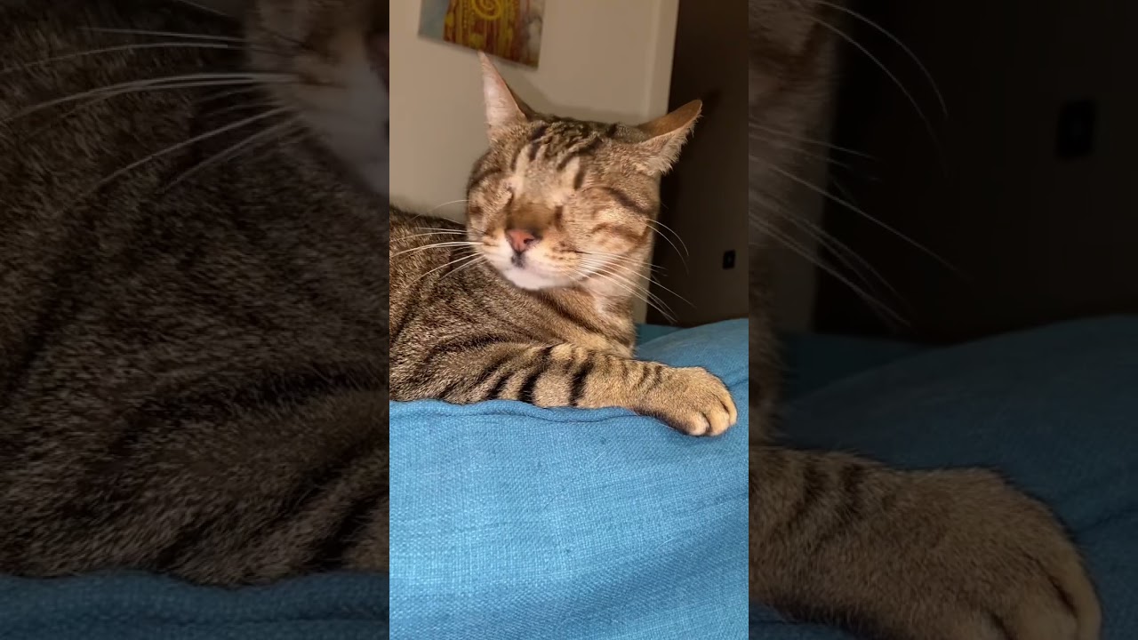 Blind cat mouth sounds