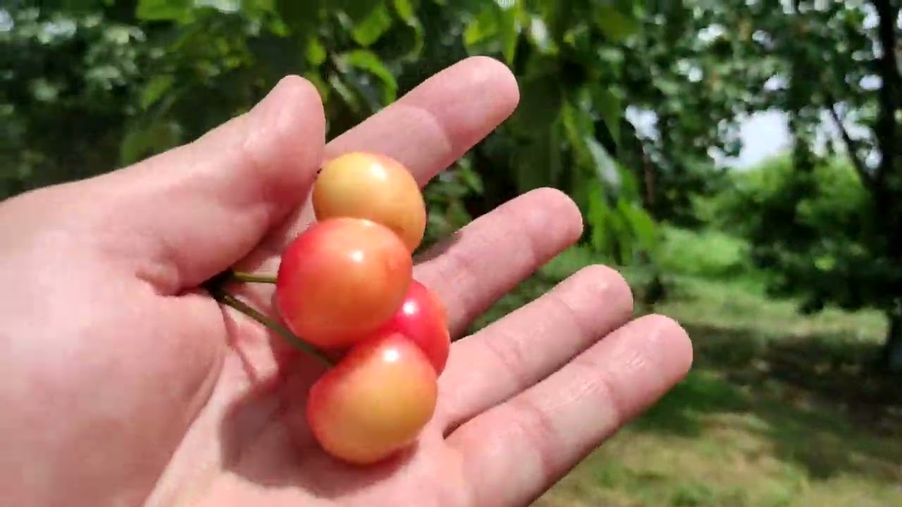 Bu Gilas Sortunu Əkməyin!