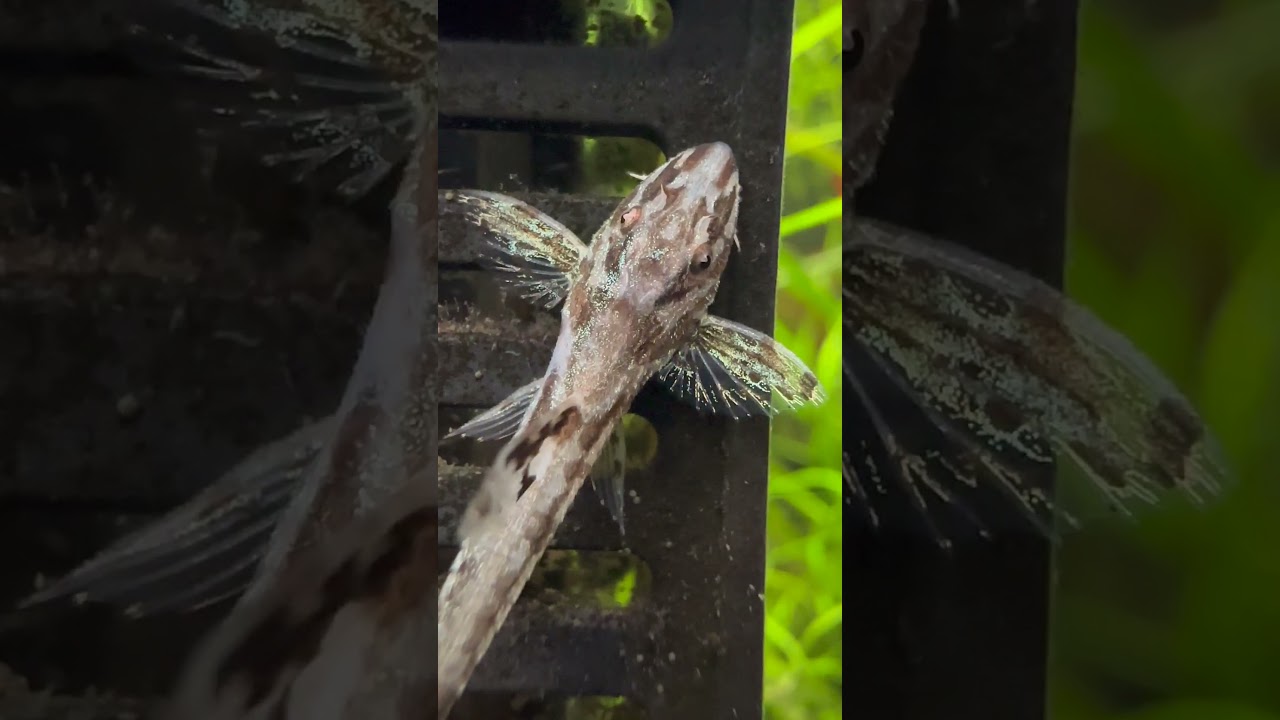 Red Lizard Whiptail Catfish - #plantedaquarium #fish #catfish