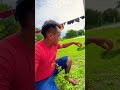 A fruta da palma é ou não comestível