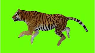 Tiger Running | Green Screen Background Video | Animals