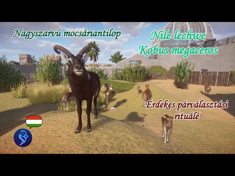 Nagyszarvú mocsáriantilop: a Nílus ritka, mocsárlakó lecsvéje