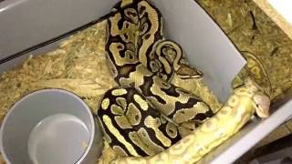 Celebrity Quick Breeding Update #2: Black Pewter CG x Fire Wealth