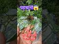 😱पहचानो तो जानूं! पानी में उगने वाला साग कटिंग से तुरंत ग्रो होने वाला साग 🌿