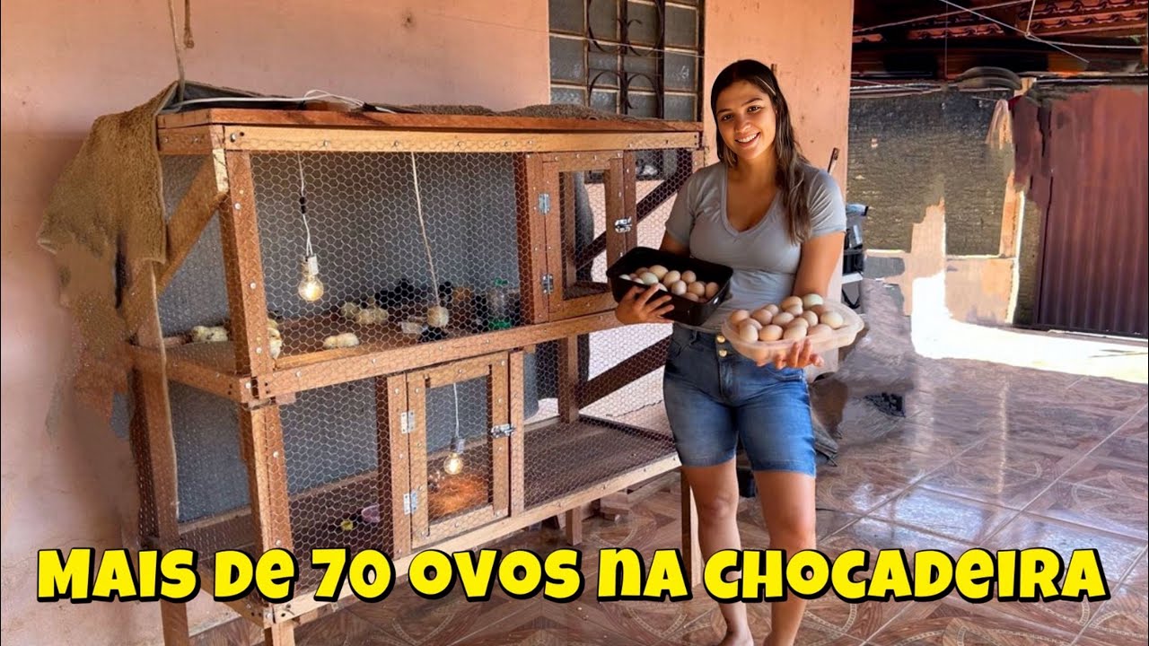 Colocamos mais de 70 ovos na chocadeira – Vamos encher nosso sítio de galinhas!