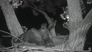 Decorah Eagles E startles sibling in the middle of the night 07 09 2018