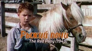 Рыжий Пони (1949) The Red Pony