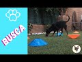 Juego de olfato - Busca · Dogs play