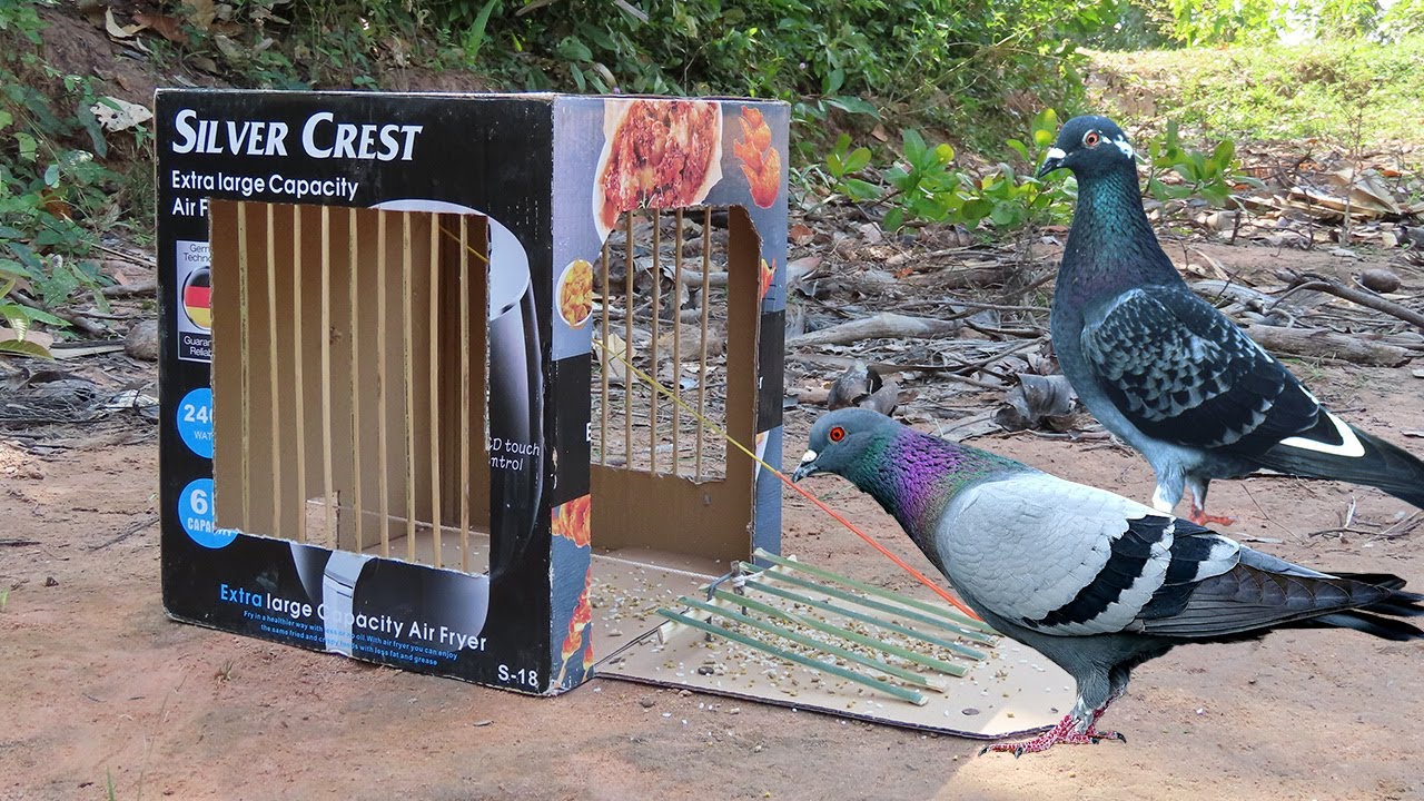 New Creative To You! Best Pigeon Trap By Using Cardboard Box