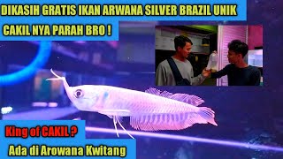 Ikan Arwana Silver Brazil Raja CAKIL | Diberikan GRATIS Ke AROWANA KWITANG