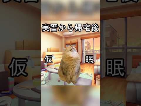 看護学生の病院実習 #猫ミーム #猫マニ #shorts