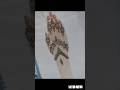 #viral #mehndi #short#tutorial #bridalmehndi #bollywood #mehndidesign