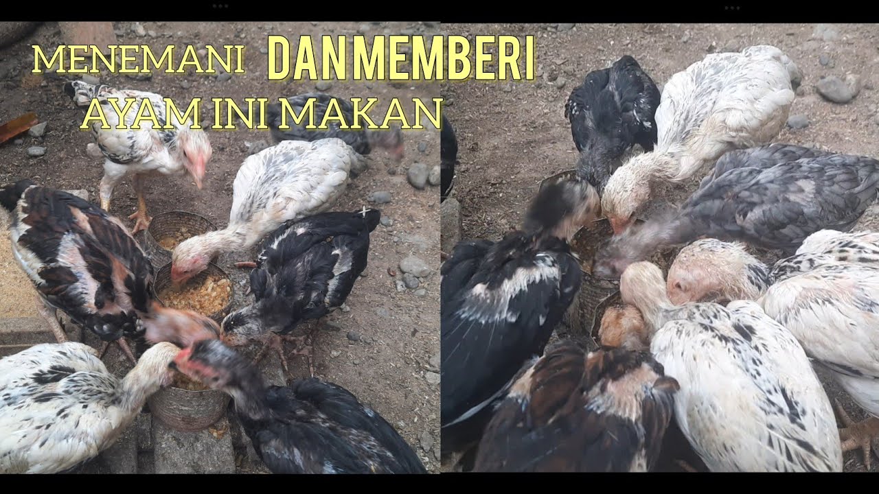 Kegiatan Ayam | Memberi Makan Ayam 