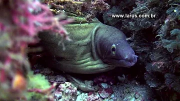 Como vivem os peixes no mar?