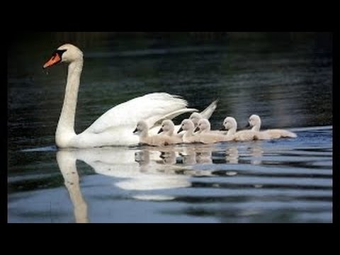 Image result for swan babies with mom