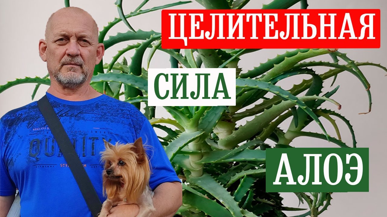 Целительная Сила АЛОЭ! Рецепты здоровья... || The Healing Power of ALOE! Recipes for health...