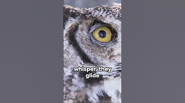 Exploring the Ultimate Apex Predator:  Owls 🦉
