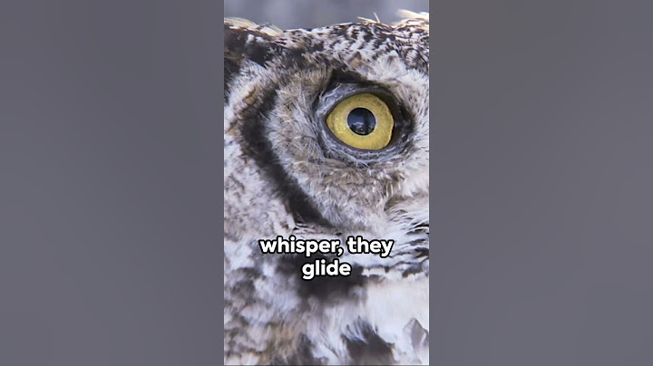 Exploring the Ultimate Apex Predator:  Owls 🦉