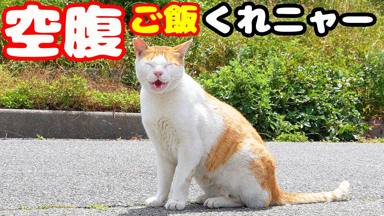 一人空腹で鳴いている猫にご飯あげると・・・さくらねこへのエサやり