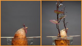 Sweet potato time lapse - 26 days of growing