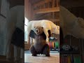 Farm Gym: Bear Lifts Cow for Leg Day 😂🏋️‍♂️